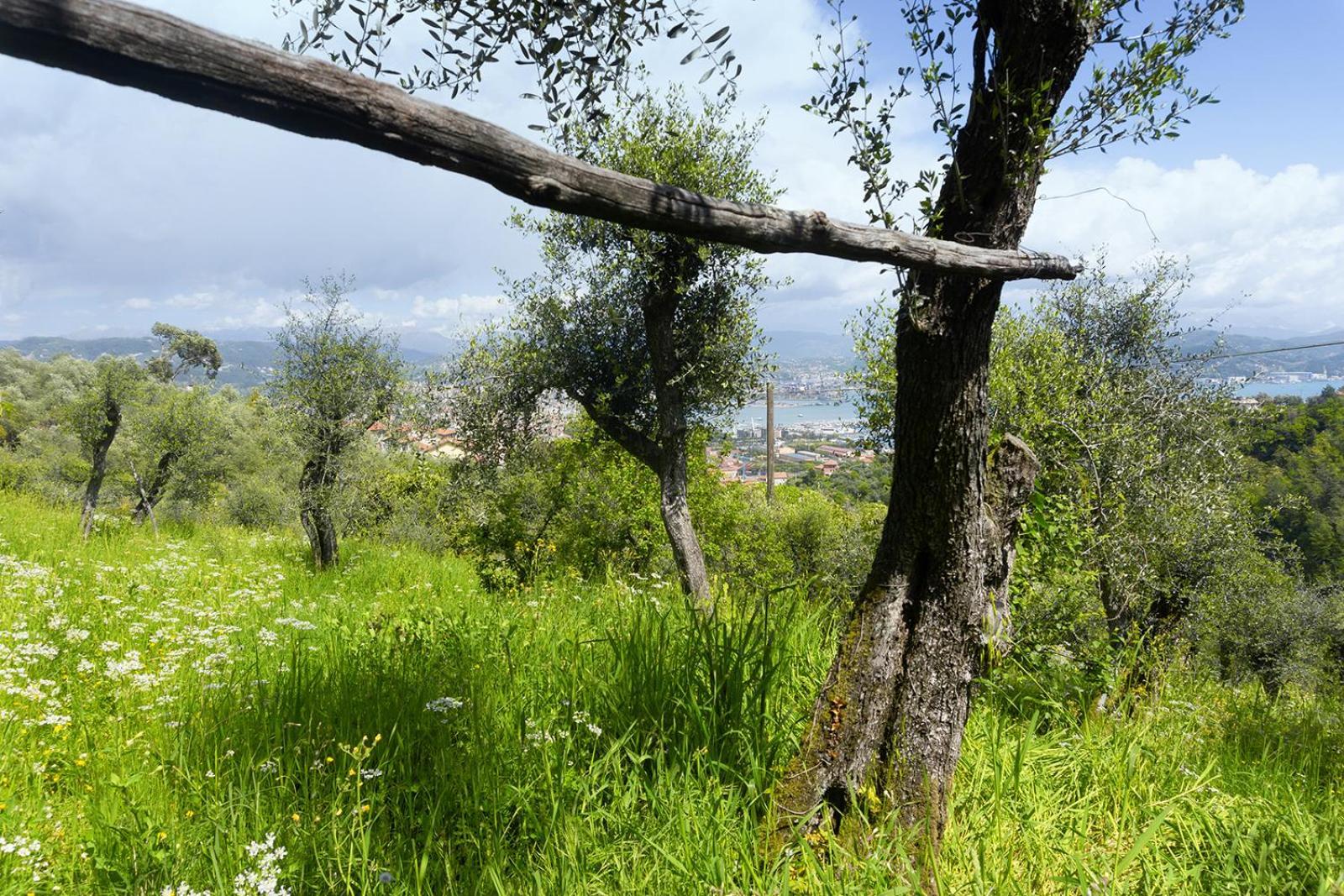 Apartamento Gli Ulivi Sul Golfo E Le 5 Terre La Spezia Exterior foto